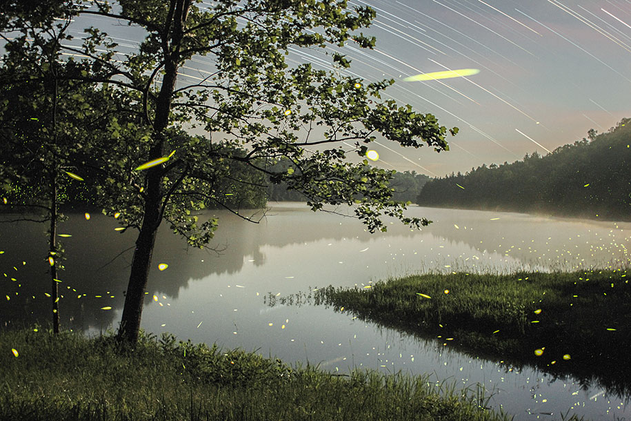 Magical Long-Exposure Firefly Pictures By Vincent Brady | DeMilked
