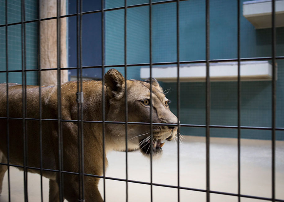 These Heartbreaking Photos Of Zoo Animals Are A Plea For ...