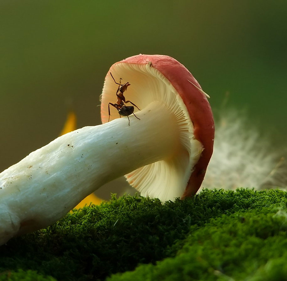 mushroom-nature-macro-photography-vyacheslav-mishchenko-23
