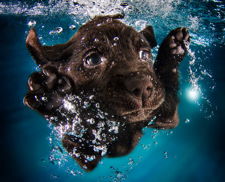 Underwater Puppies: New Photo Series By Seth Casteel