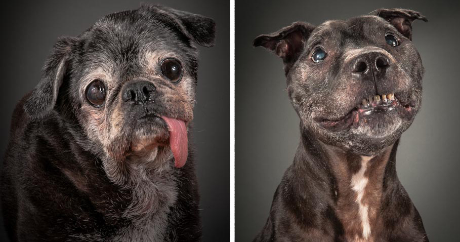 Photographer Takes Heartbreaking Portraits Of Really Old Dogs