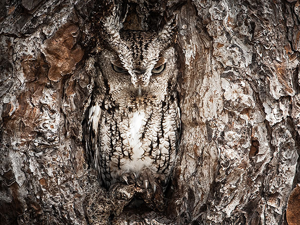 owls-comouflage-nature-photography-1.jpg