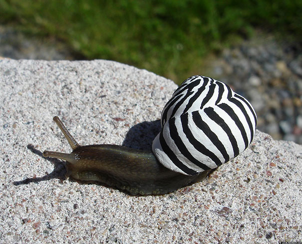 painted-snail-shell-art-15