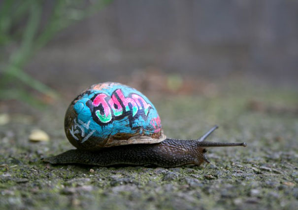 painted-snail-shell-art-4