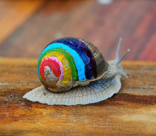 painted-snail-shell-art-7