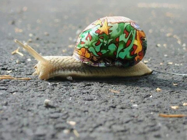 painted-snail-shell-art-9