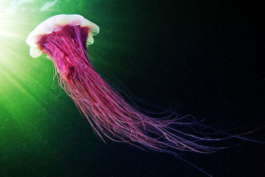 jellyfish-underwater-photography-alexander-semenov-10