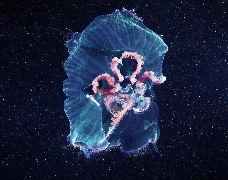 jellyfish-underwater-photography-alexander-semenov-11