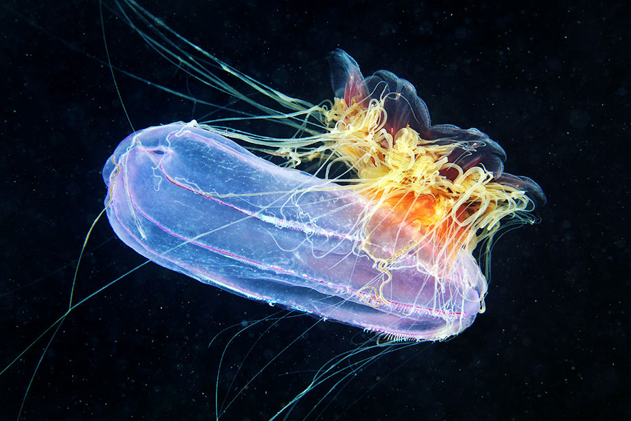 jellyfish-underwater-photography-alexander-semenov-12