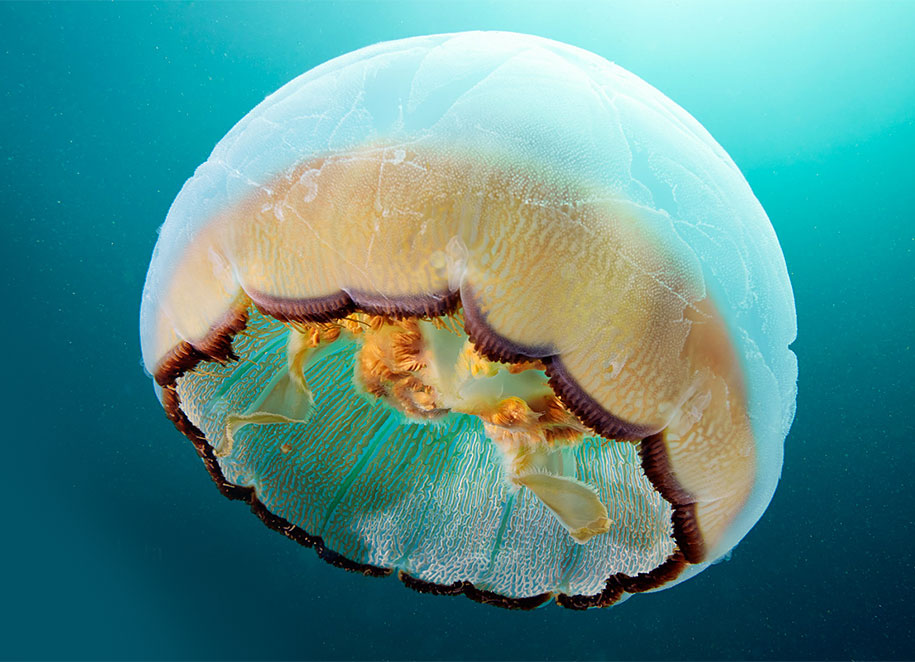 jellyfish-underwater-photography-alexander-semenov-13