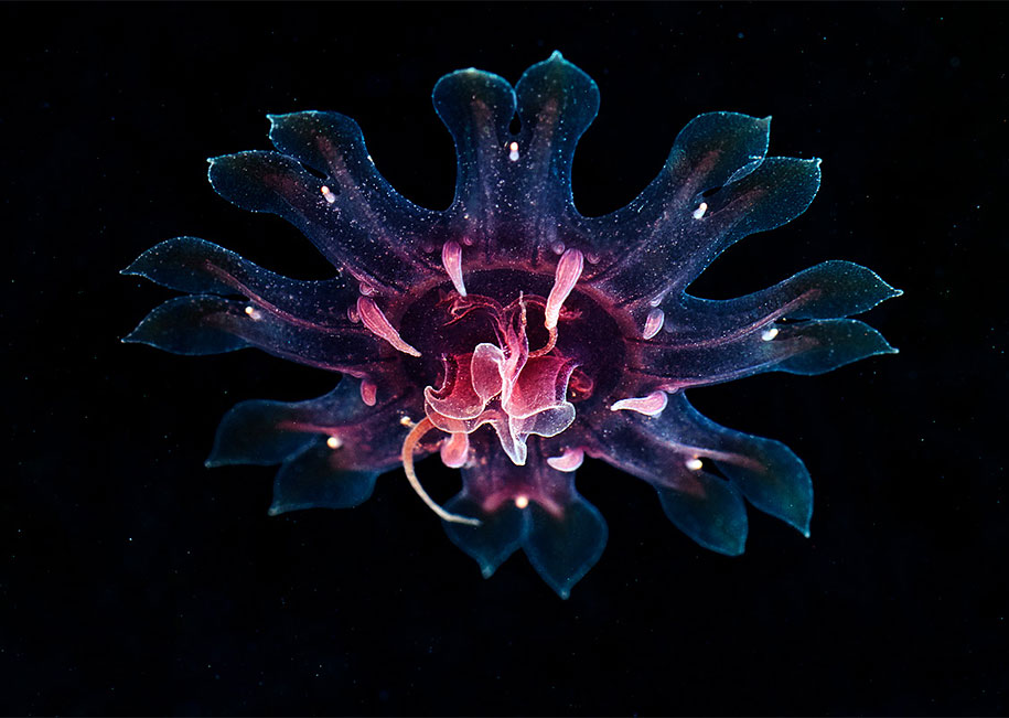 jellyfish-underwater-photography-alexander-semenov-14