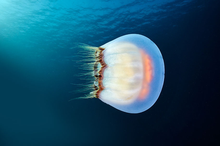 jellyfish-underwater-photography-alexander-semenov-15