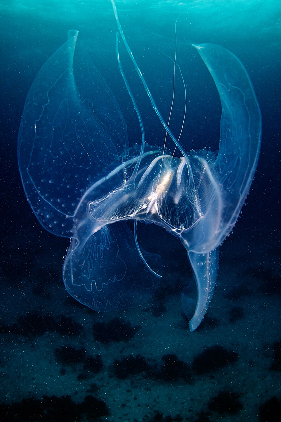 Mesmerizing Jellyfish Photography By Alexander Semenov | DeMilked