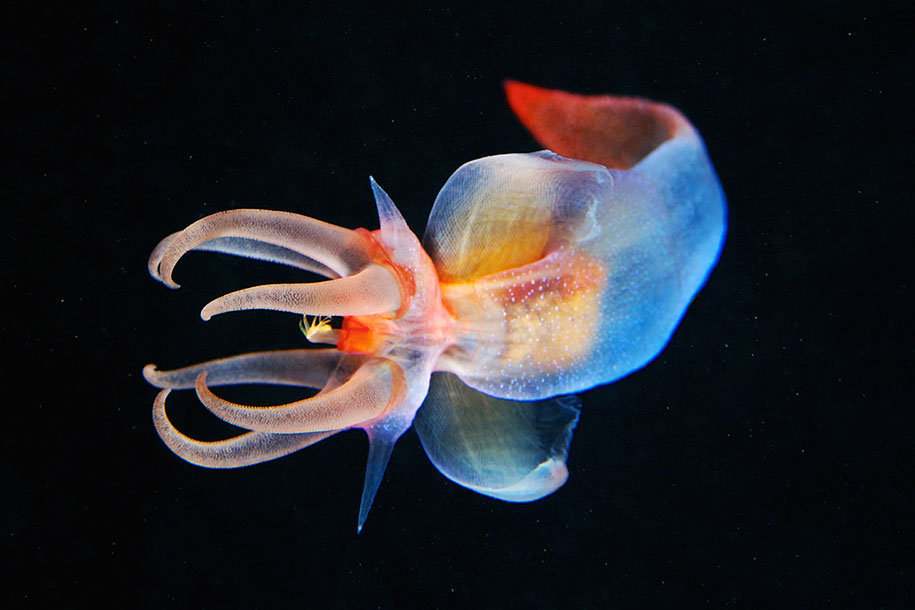 jellyfish-underwater-photography-alexander-semenov-18