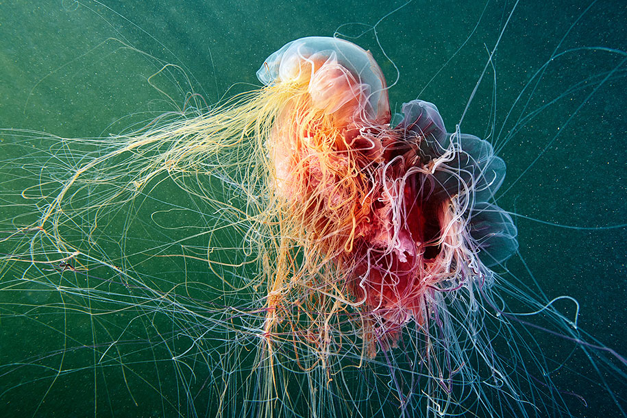 jellyfish-underwater-photography-alexander-semenov-19