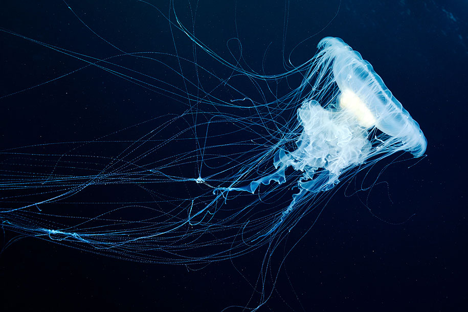 jellyfish-underwater-photography-alexander-semenov-20