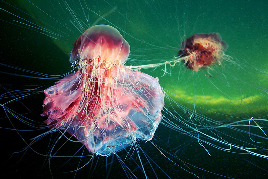 jellyfish-underwater-photography-alexander-semenov-22