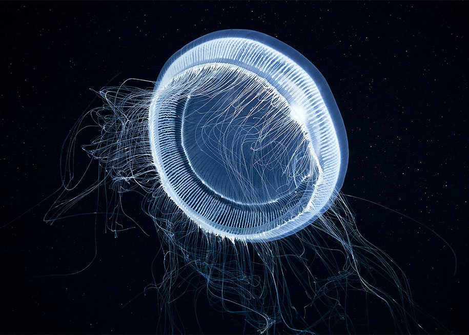 jellyfish-underwater-photography-alexander-semenov-5