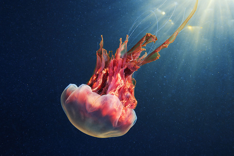 jellyfish-underwater-photography-alexander-semenov-6