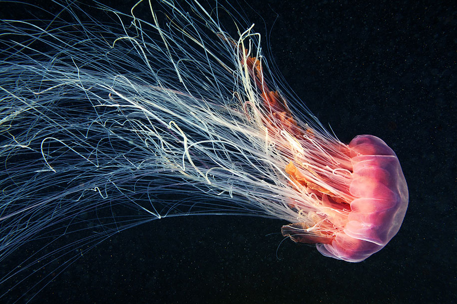 jellyfish-underwater-photography-alexander-semenov-8