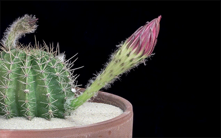 echinopsis-cactus-flowers-blossom-time-lapse-greg-krehel-3.gif
