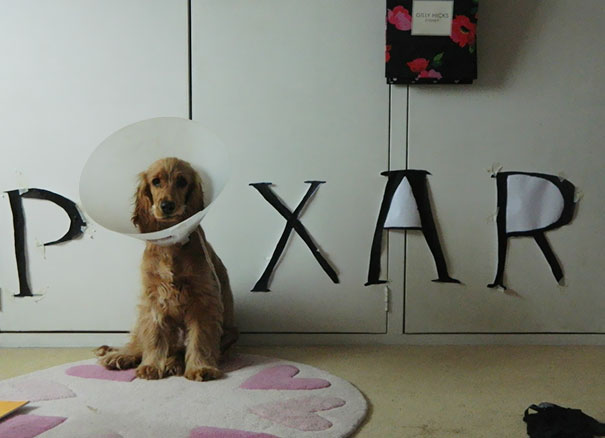 12 Pet Cones That Your Pets Will Love To Hate