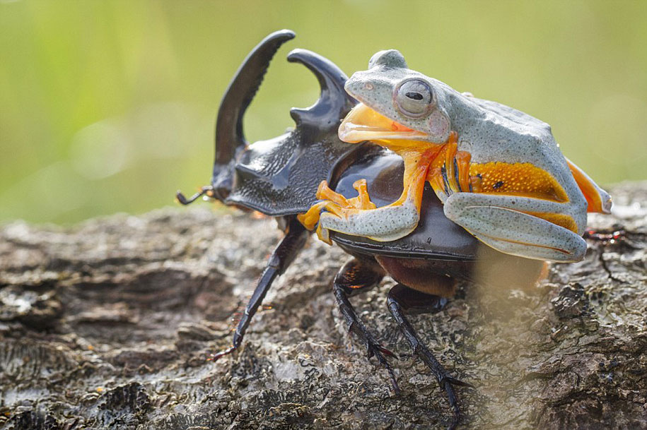 frog-beetle-rodeo-hendy-mp-9.jpg