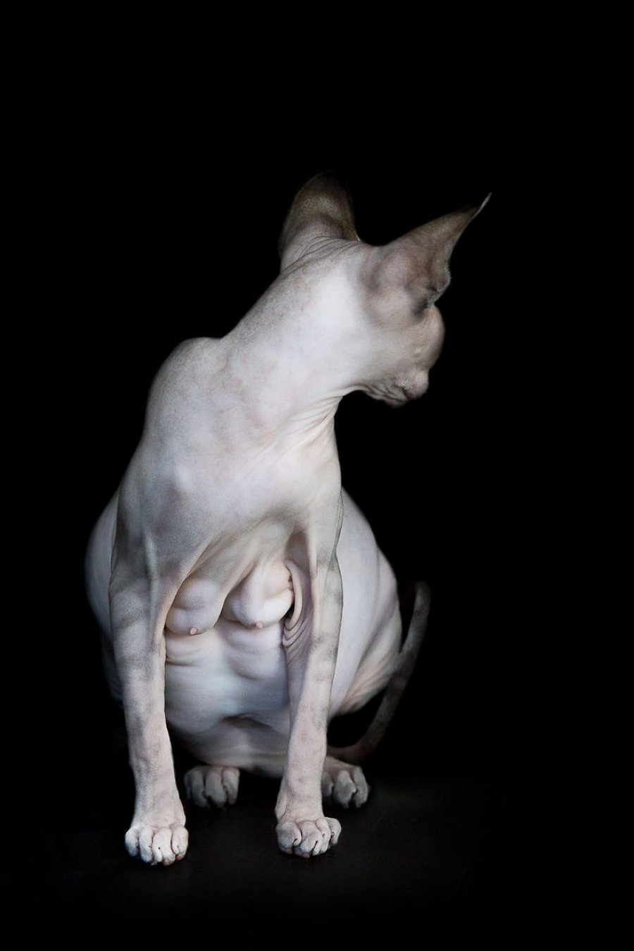 This Naked, Wrinkly Sphynx Cat Has The Internet Falling In 