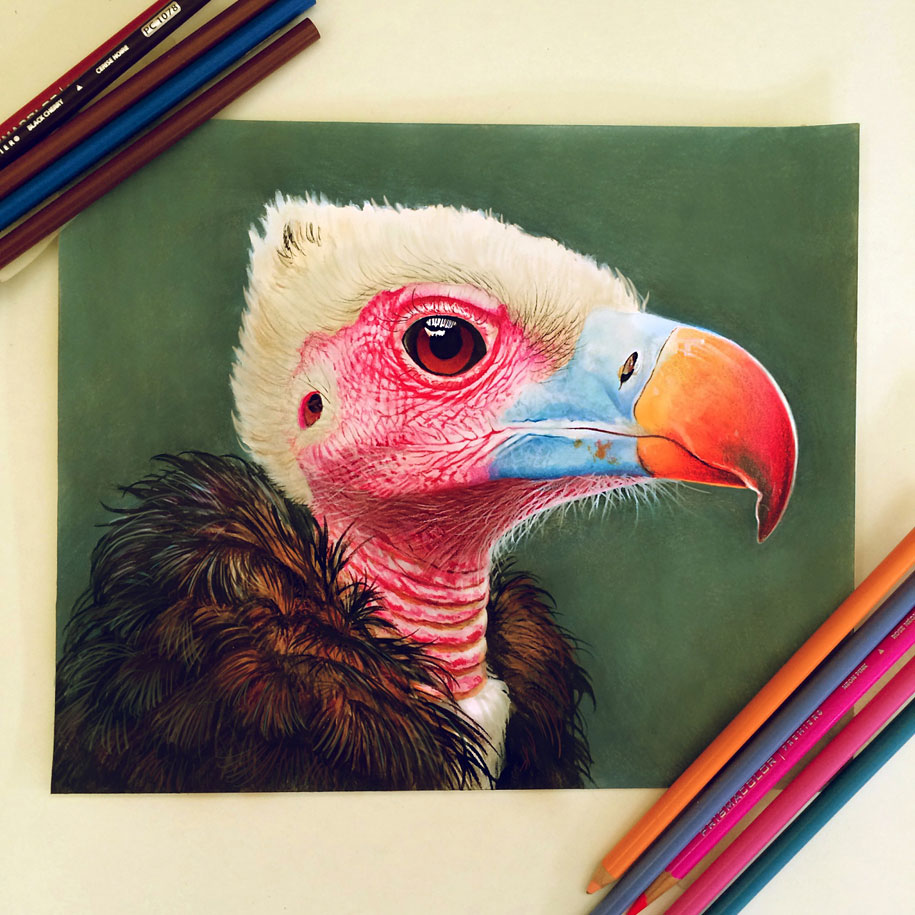 Colored Pencil Realistic Drawing
