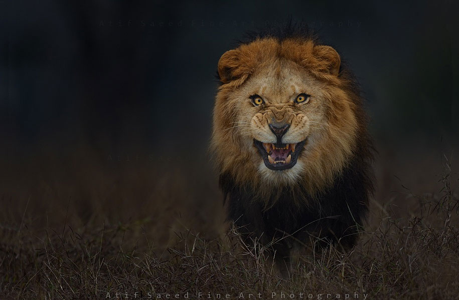 animal-photography-angry-charging-lion-atif-saeed-pakistan-3