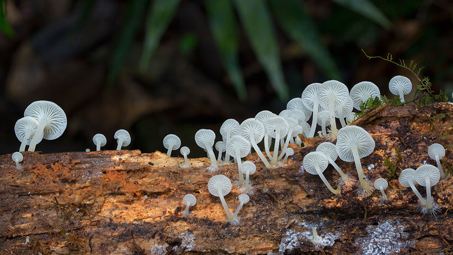 exotic-australian-mushroom-photography-steve-axford-10