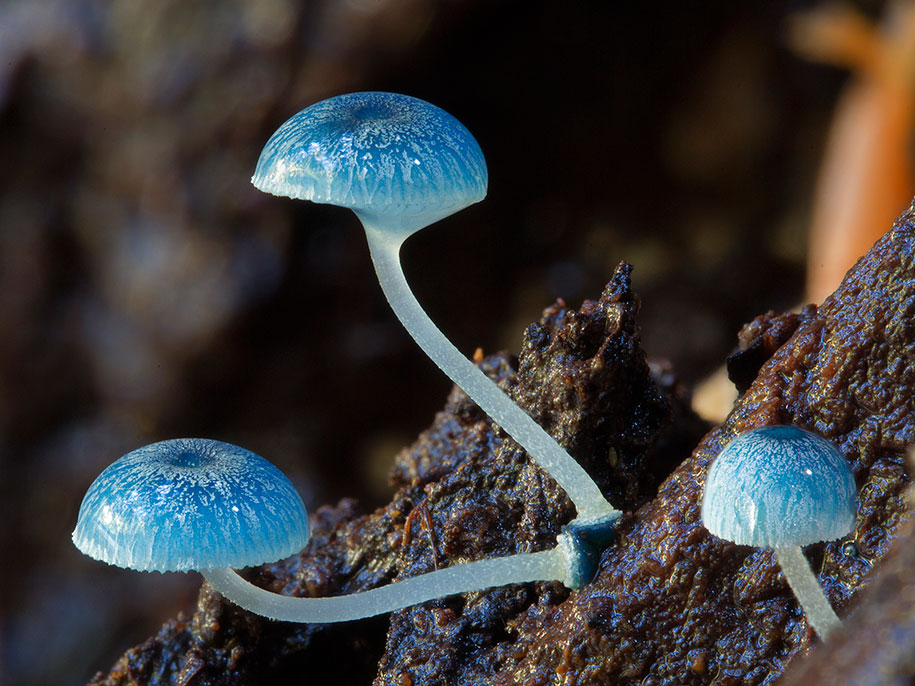 exotic-australian-mushroom-photography-steve-axford-37