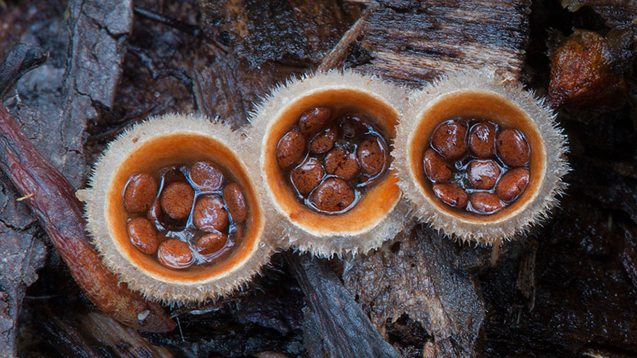 exotic-australian-mushroom-photography-steve-axford-44