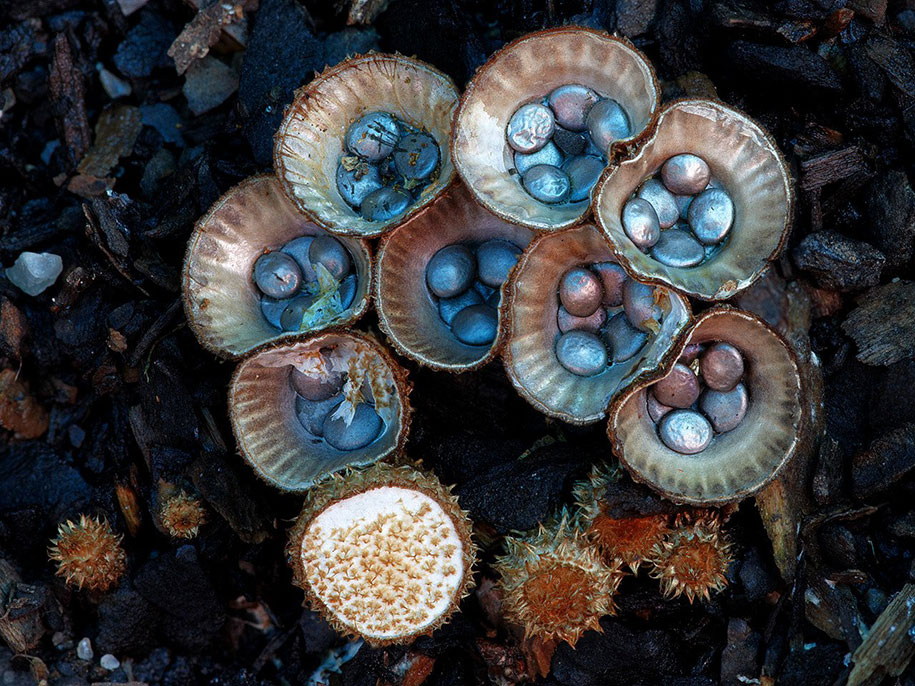 exotic-australian-mushroom-photography-steve-axford-69
