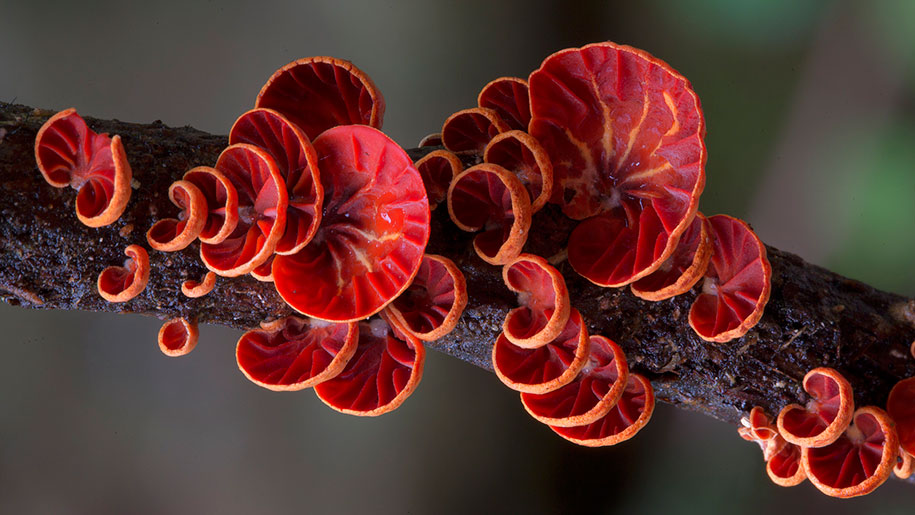 exotic-australian-mushroom-photography-steve-axford-7