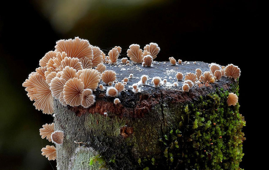 exotic-australian-mushroom-photography-steve-axford-71
