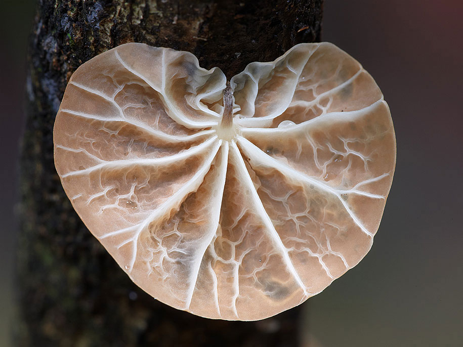 exotic-australian-mushroom-photography-steve-axford-72