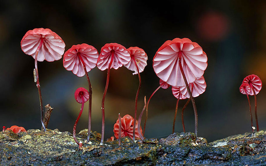 exotic-australian-mushroom-photography-steve-axford-73