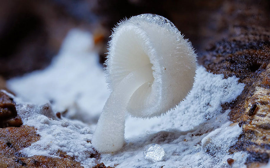 exotic-australian-mushroom-photography-steve-axford-74