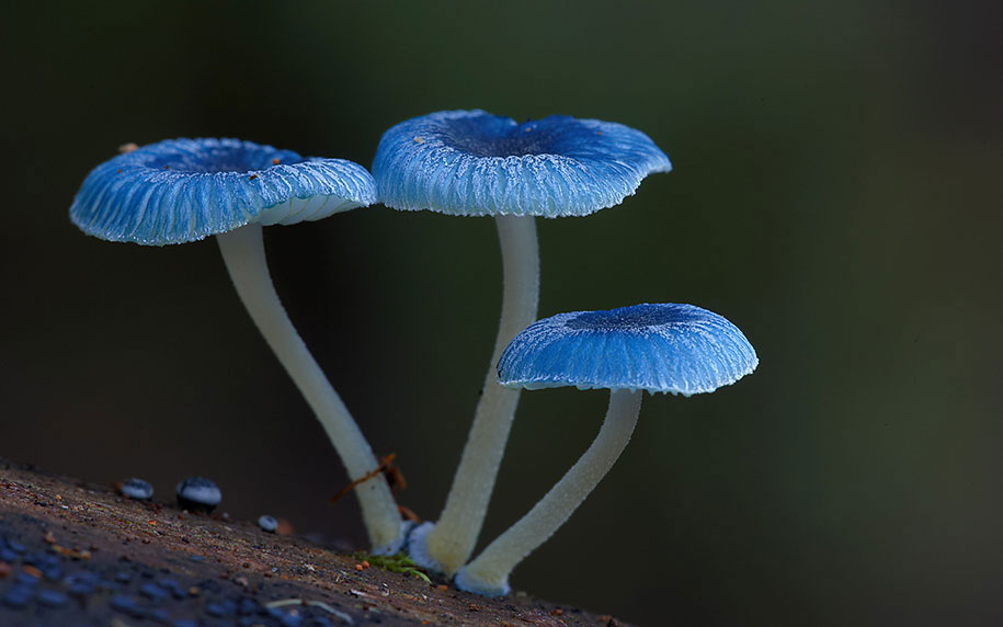 exotic-australian-mushroom-photography-steve-axford-75
