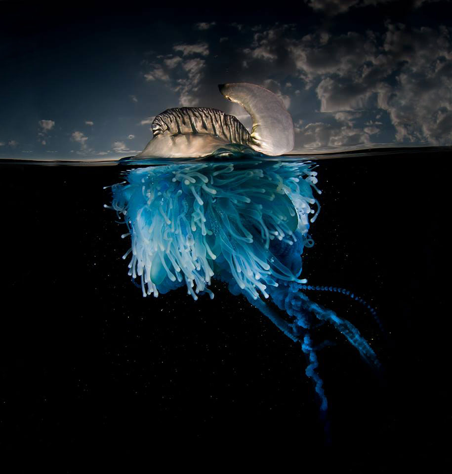 surface half underwater photography over under matty smith 17 - Fotografias espetaculares subaquáticas de Matty Smith