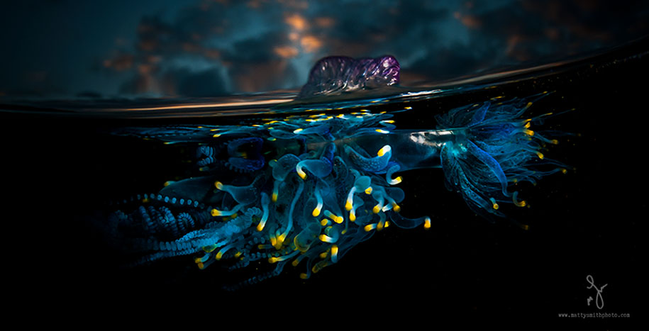 surface half underwater photography over under matty smith 2 - Fotografias espetaculares subaquáticas de Matty Smith