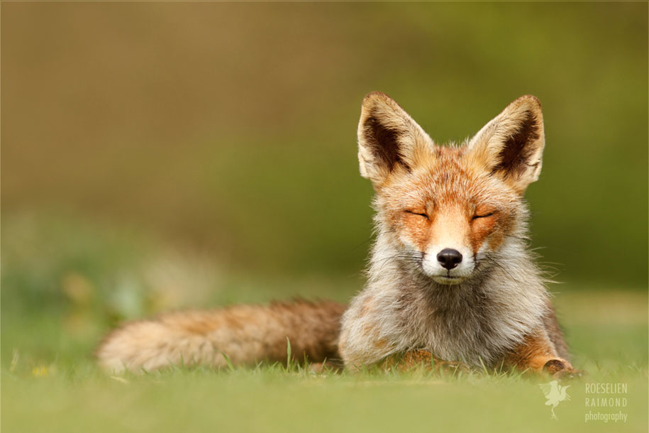 https://www.demilked.com/magazine/wp-content/uploads/2015/09/happy-relaxed-animals-zen-foxes-roeselien-raimond-netherlands-1.jpg