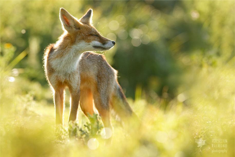https://www.demilked.com/magazine/wp-content/uploads/2015/09/happy-relaxed-animals-zen-foxes-roeselien-raimond-netherlands-10.jpg