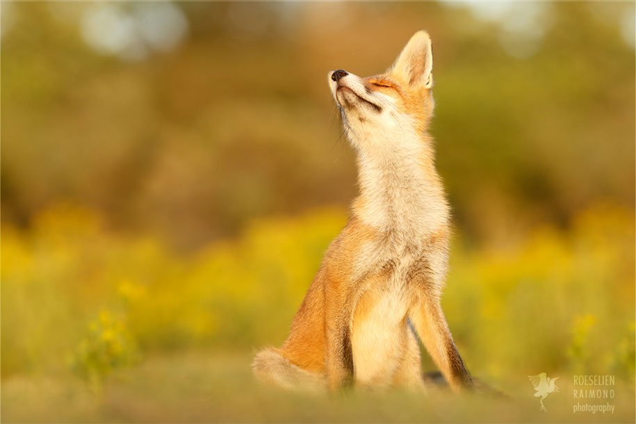 https://www.demilked.com/magazine/wp-content/uploads/2015/09/happy-relaxed-animals-zen-foxes-roeselien-raimond-netherlands-11.jpg