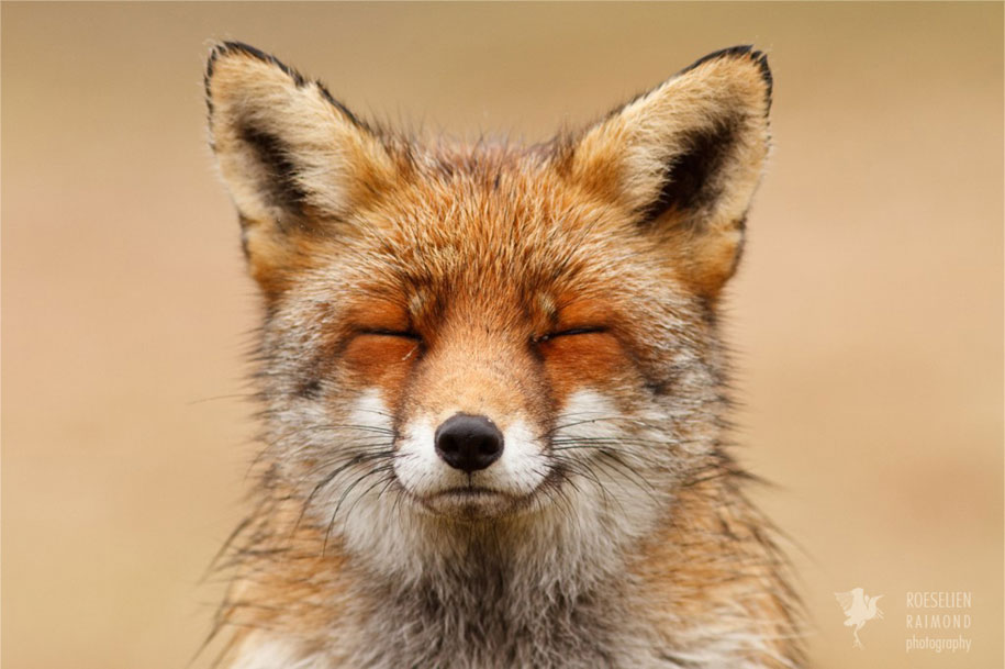 https://www.demilked.com/magazine/wp-content/uploads/2015/09/happy-relaxed-animals-zen-foxes-roeselien-raimond-netherlands-12.jpg