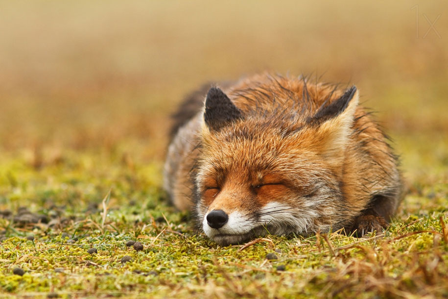 https://www.demilked.com/magazine/wp-content/uploads/2015/09/happy-relaxed-animals-zen-foxes-roeselien-raimond-netherlands-13.jpg