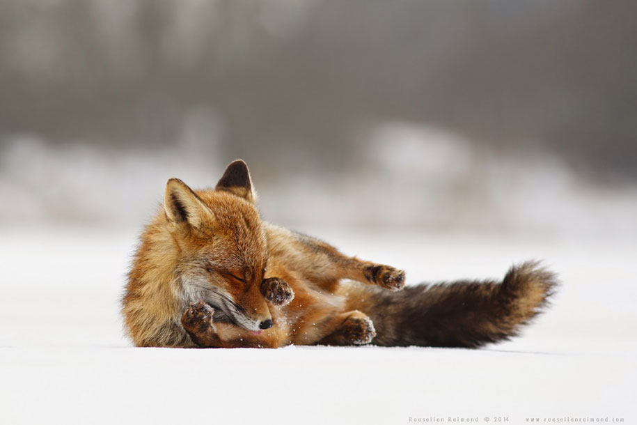 https://www.demilked.com/magazine/wp-content/uploads/2015/09/happy-relaxed-animals-zen-foxes-roeselien-raimond-netherlands-14.jpg