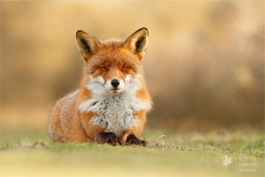 https://www.demilked.com/magazine/wp-content/uploads/2015/09/happy-relaxed-animals-zen-foxes-roeselien-raimond-netherlands-2.jpg