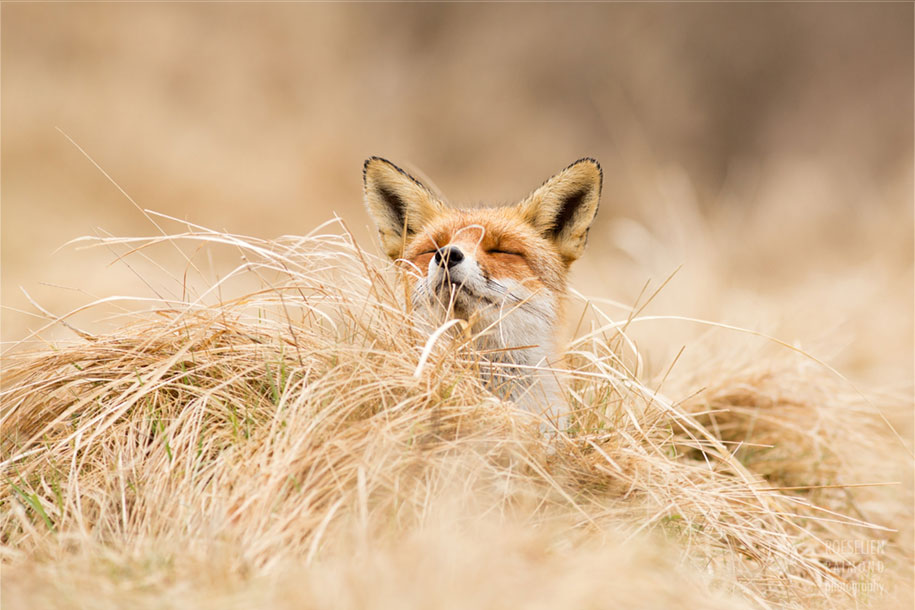 https://www.demilked.com/magazine/wp-content/uploads/2015/09/happy-relaxed-animals-zen-foxes-roeselien-raimond-netherlands-3.jpg